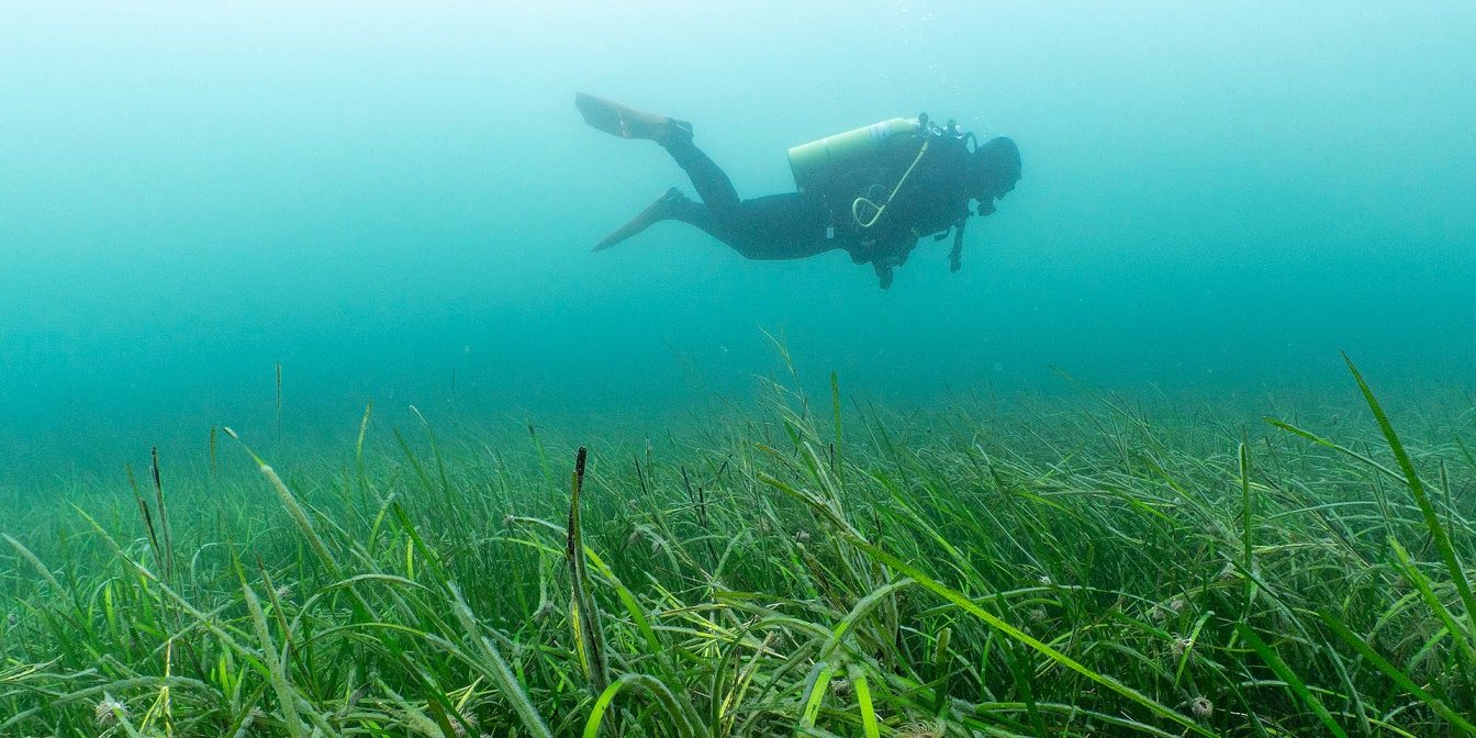 A diver swimming above a field of seagrass or blue meadows as we like to call them!